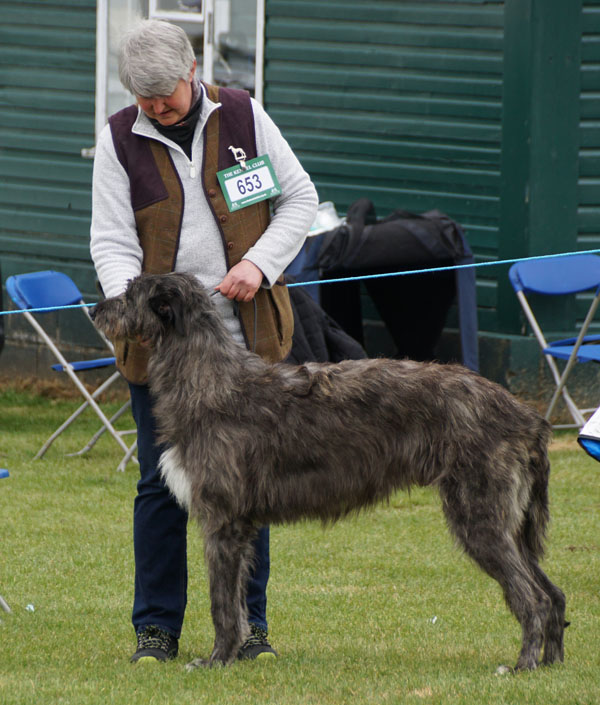 1st Junior Dog